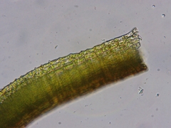 Gymnostomum aeruginosum