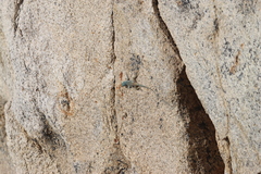 Petrosaurus thalassinus