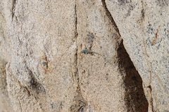 Petrosaurus thalassinus