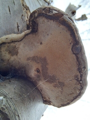 Fomes fomentarius image