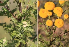 Oncosiphon grandiflorus