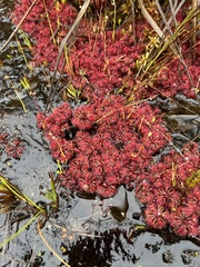 Drosera felix