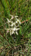 Asclepias gibba