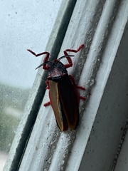 Edebessa purens