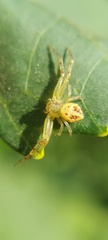 Thomisidae