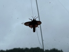 Edebessa purens
