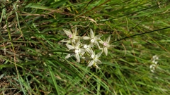 Asclepias gibba