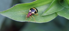 Diabroticina