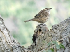 Campylorhynchus gularis