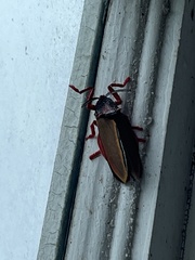 Edebessa purens