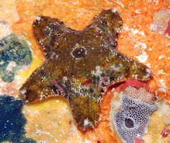 Aquilonastra cepheus