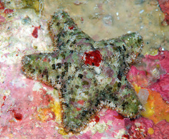 Aquilonastra cepheus