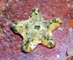 Aquilonastra cepheus