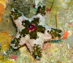 Aquilonastra cepheus