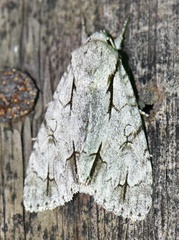 Acronicta psi
