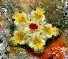 Aquilonastra cepheus