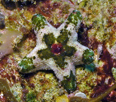 Aquilonastra cepheus