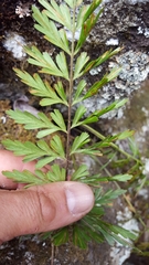 Asplenium