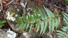 Asplenium polyodon