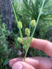 Cyperus retrorsus