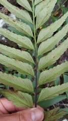 Asplenium polyodon