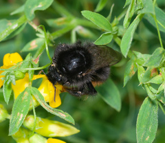 Bombus ruderarius