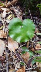 Adiantum reniforme