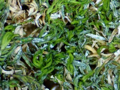 Gymnostomum aeruginosum