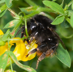 Bombus ruderarius