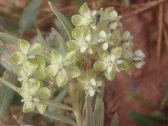 Gomphocarpus sinaicus
