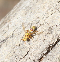Ropalidia romandi