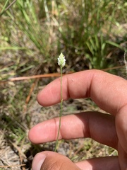 Polygala setacea