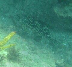 Chironemus marmoratus