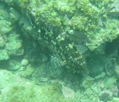 Chironemus marmoratus