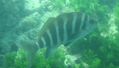 Chirodactylus spectabilis