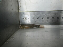 Gobiomorphus huttoni