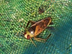 Notonecta maculata
