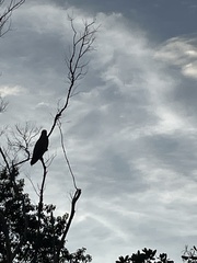 Buteogallus meridionalis