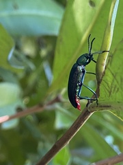 Strongylium haemorrhoidale