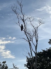 Buteogallus meridionalis