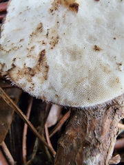 Lentinus flexipes