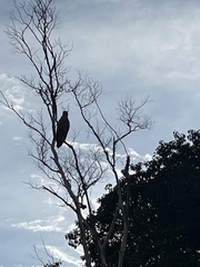 Buteogallus meridionalis