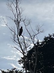 Buteogallus meridionalis