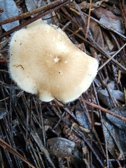 Lentinus flexipes