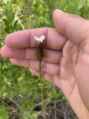 Xyris platylepis