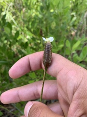 Xyris platylepis