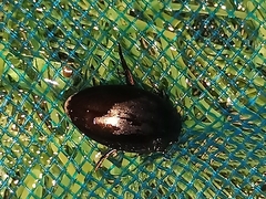 Agabinae