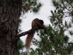 Sciurus niger shermani