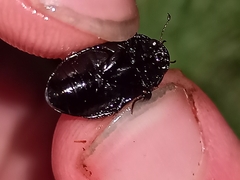 Agabinae
