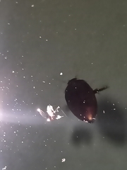Agabinae